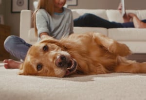 Buyers Guide Pet Friendly Flooring